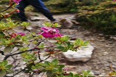 Rhododendron lepidotum